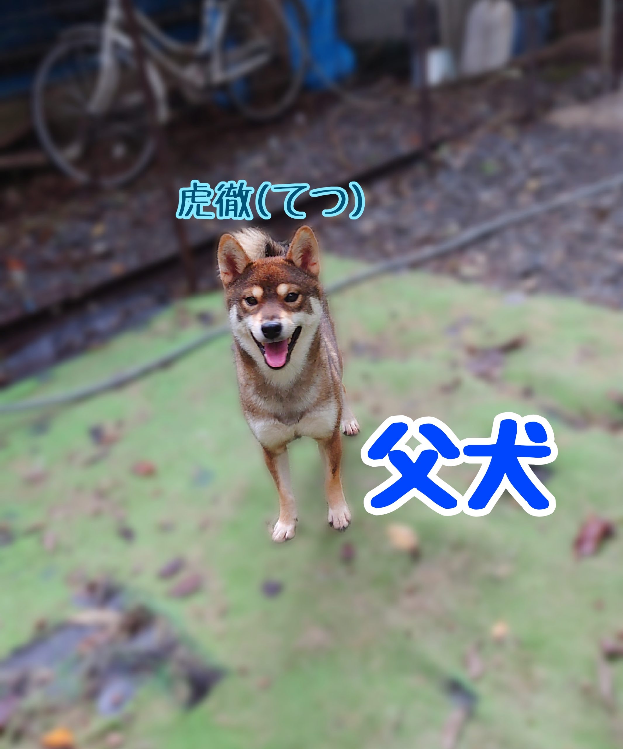 てつ